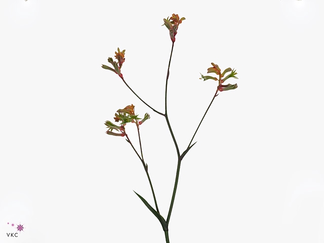 Anigoz Ramp Roy Slav