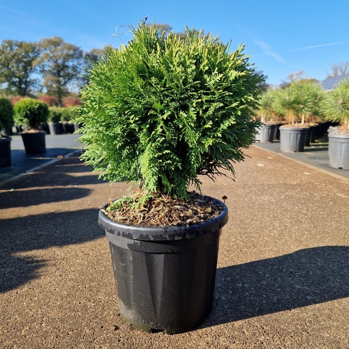 <h4>Thuja occ. 'Danica' C8</h4>
