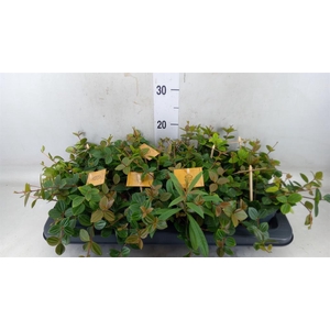 Peperomia  'Rocca Scuro'