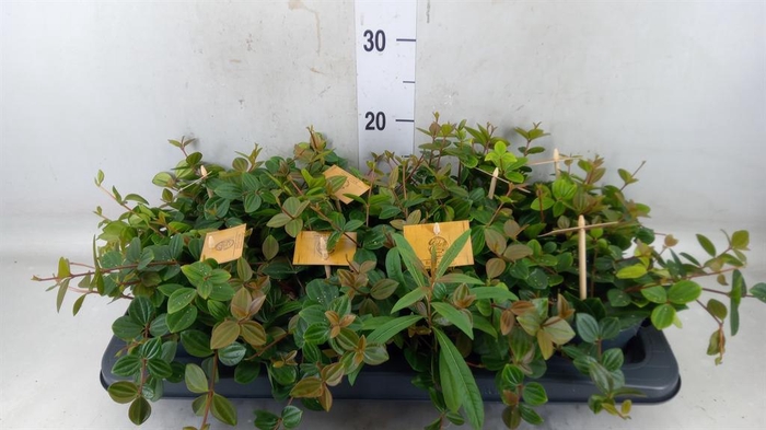 <h4>Peperomia  'Rocca Scuro'</h4>