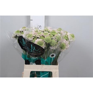 Scab At Fr Vanilla Bl Scoop