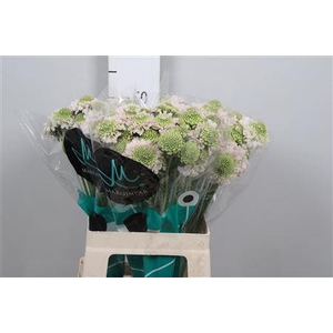 Scab At Fr Vanilla Bl Scoop