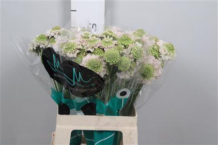 <h4>Scab At Fr Vanilla Bl Scoop</h4>