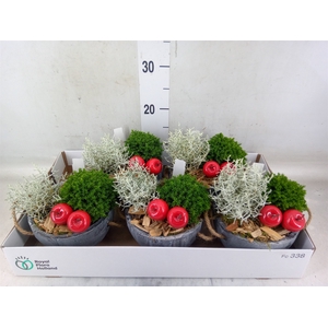 Arr.   Tuinplanten L%