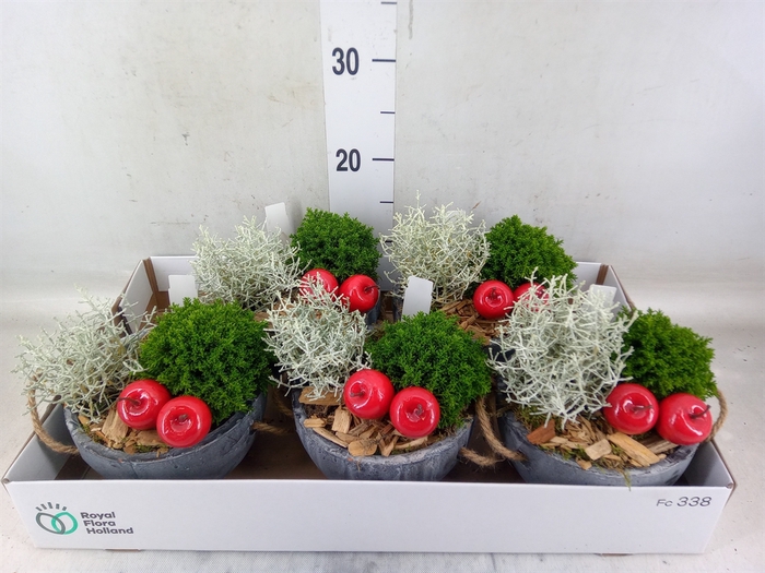 <h4>Arr.   Tuinplanten L%</h4>