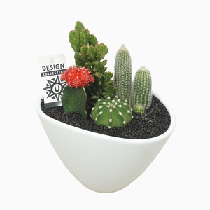 Cactus Gemengd Keramiek Ovaal