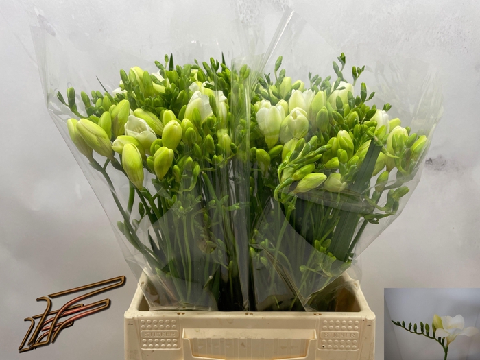 <h4>FR EN WHITE SERENADE</h4>