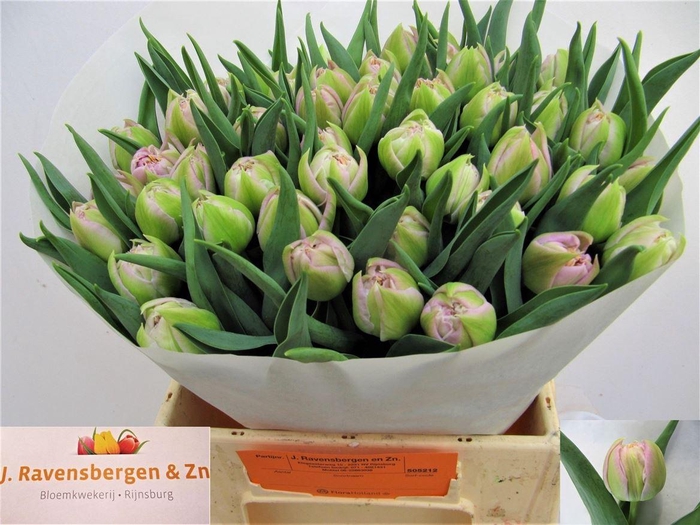 <h4>Tu Du Full Price</h4>