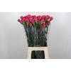 Dianthus St Bizet