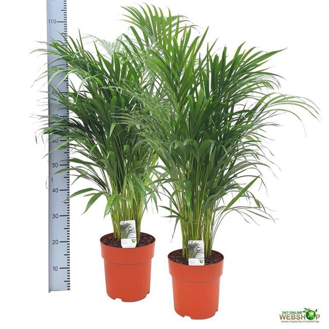 <h4>DYPSIS LUTESCENS</h4>