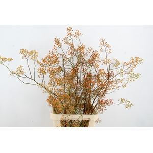 ROSA MAG GOLD 100CM