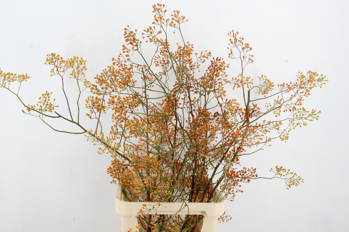 <h4>ROSA MAG GOLD 100CM</h4>