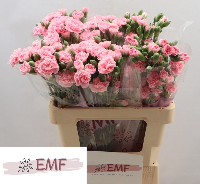 <h4>Di Tr Rosadita</h4>