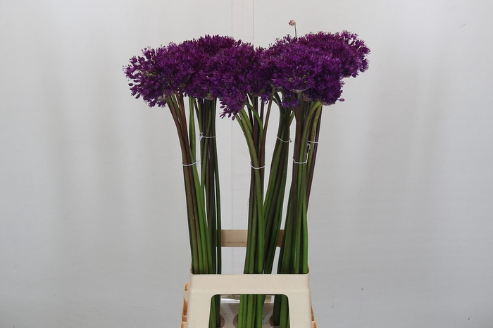 <h4>Allium Purple Sensation</h4>