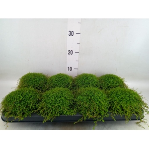 Soleirolia soleirolii   ...green