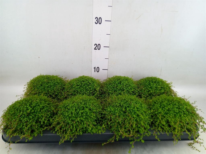 <h4>Soleirolia soleirolii   ...green</h4>