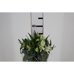 ALSTROEMERIA AKEMI 080 CM