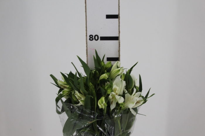 <h4>ALSTROEMERIA AKEMI 080 CM</h4>