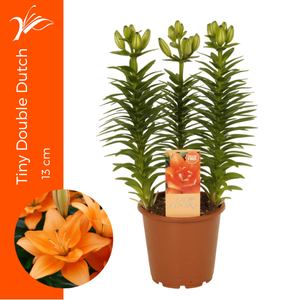 Lilium Tiny Double Dutch 13 cm (az. lelie)