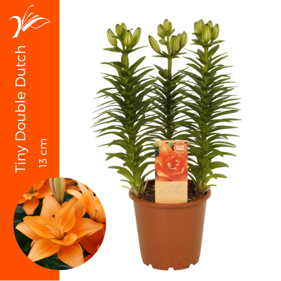 <h4>Lilium Tiny Double Dutch 13 cm (az. lelie)</h4>