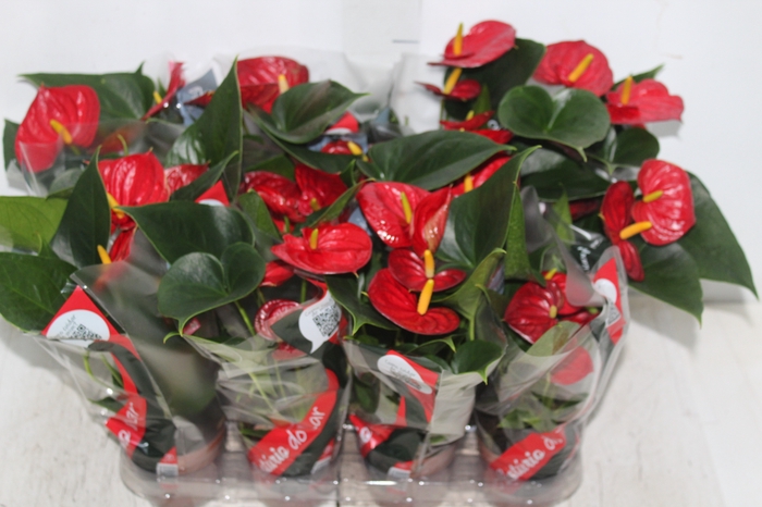 <h4>ANTHURIUM RED SUCCESS P09</h4>