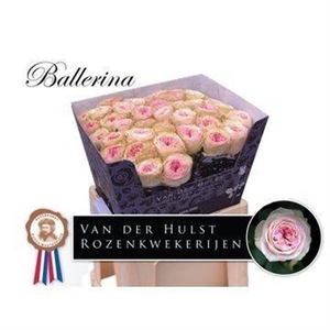 Rosa a grande fleur Ballerina Summerhouse
