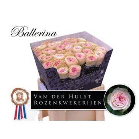 <h4>Rosa a grande fleur Ballerina Summerhouse</h4>