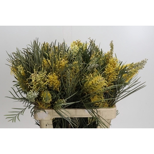 Grevillea robusta 'Yellow Amit'