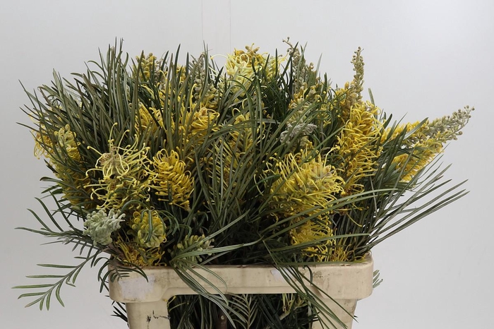 <h4>Grevillea robusta 'Yellow Amit'</h4>