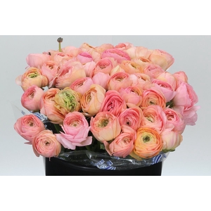 Ranunculus Clooney Venere Super