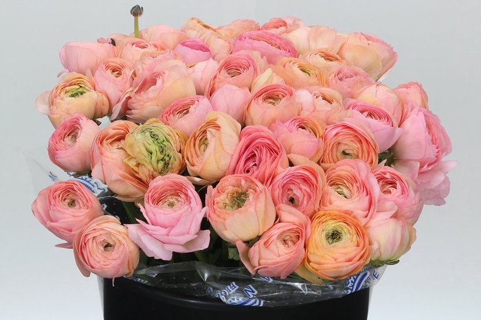 <h4>Ranunculus Clooney Venere Super</h4>