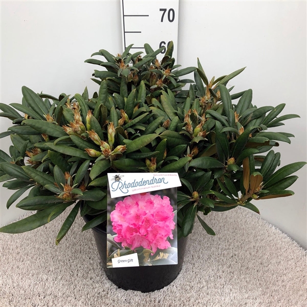 <h4>Rhodo. (Y) 'Kalinka' pink</h4>