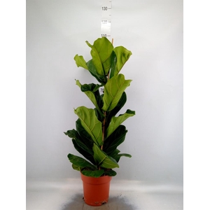Ficus lyrata