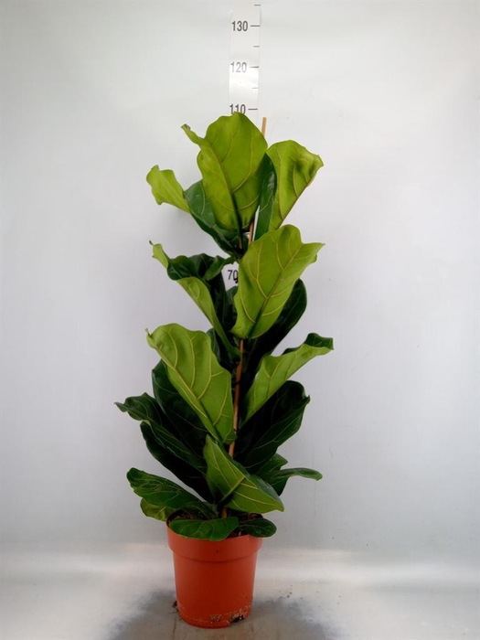 <h4>Ficus lyrata</h4>