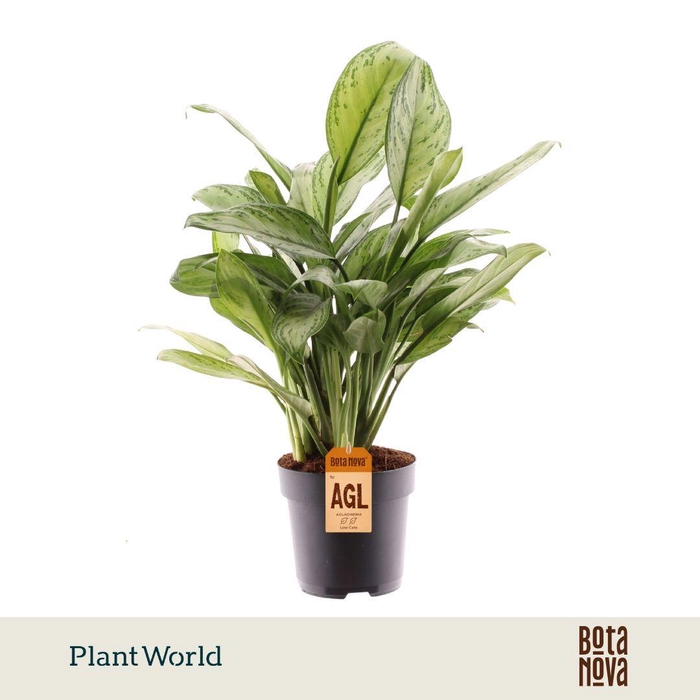 <h4>Aglaonema Maria Christina</h4>