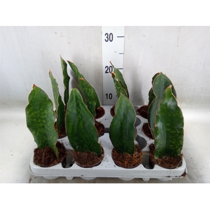 Sansevieria   ...