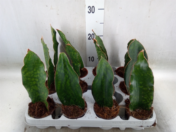 <h4>Sansevieria   ...</h4>