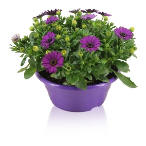 Osteospermum Margarita in Schaal Paars