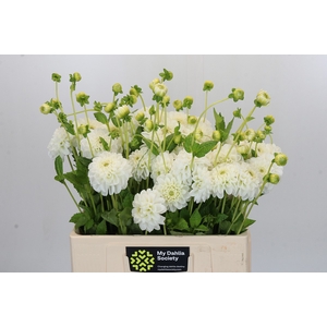 Dahlia Boom Boom White