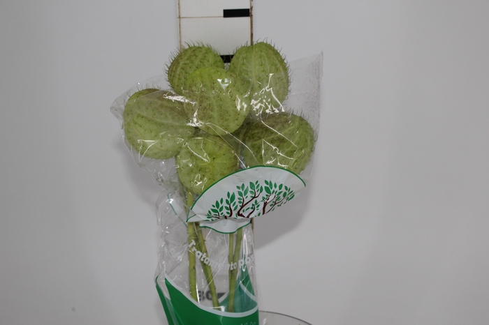 <h4>FOLHAGEM ASCLEPIAS</h4>