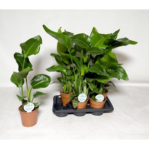 STRELITZIA NICOLAI