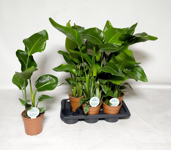 <h4>STRELITZIA NICOLAI</h4>