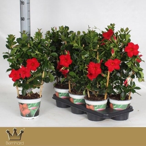 MANDE DI TOPAZE VERM