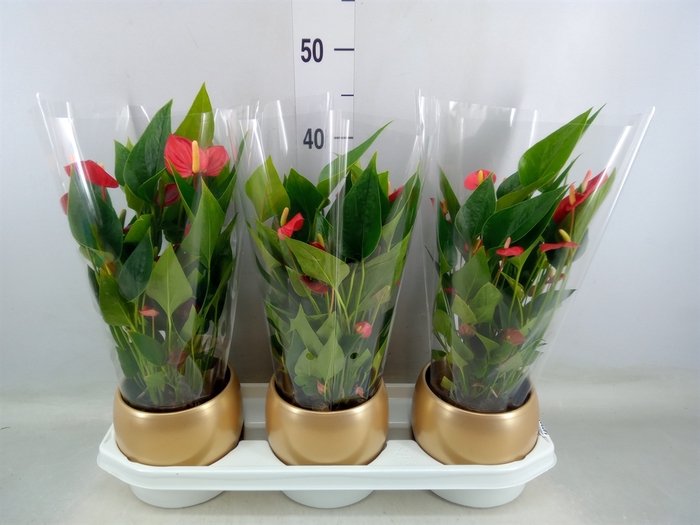 <h4>Anthurium andr. 'Mill Flowers Red'</h4>