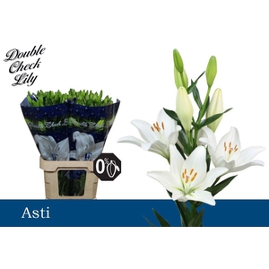 LI LA ASTI 4+