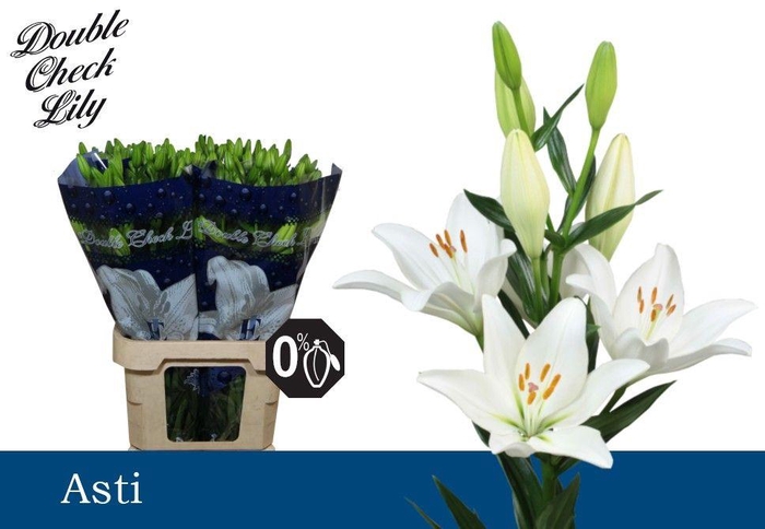 <h4>LI LA ASTI 4+</h4>