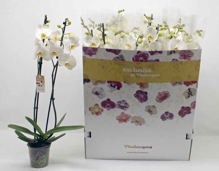 <h4>PHAL OV WIT</h4>