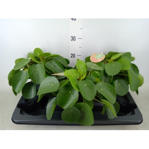 Pilea peperomioides