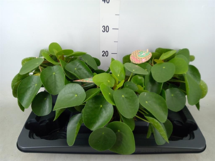 <h4>Pilea peperomioides</h4>