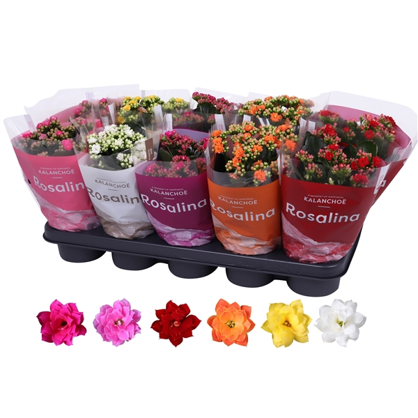 <h4>Kalanchoe Rosalina 12cm mix, TST hoes</h4>